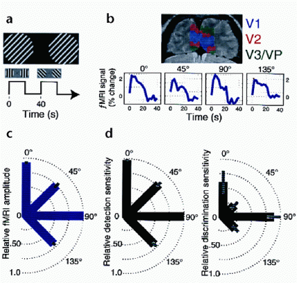 fMRI and behavioral measurements of an oblique effect in human striate cortex